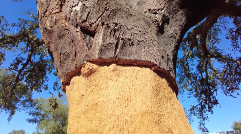 Documentary still - Cork oak stripping 
