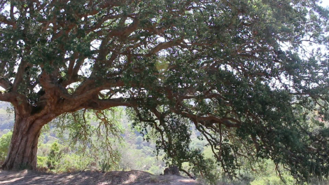 Documentary still - Oldest cork tree in the world 