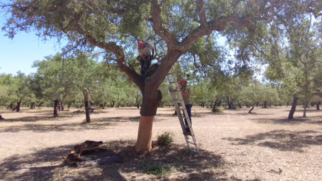 Documentary still - Cork oak stripping 